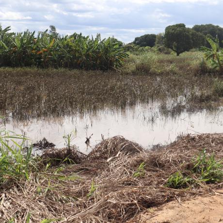 Rice fields in Mozambique devastated by climate change
